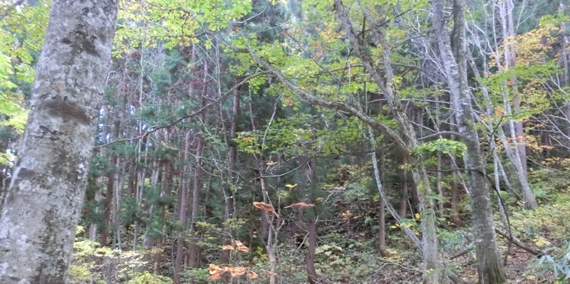 白神山地のブナ原生林